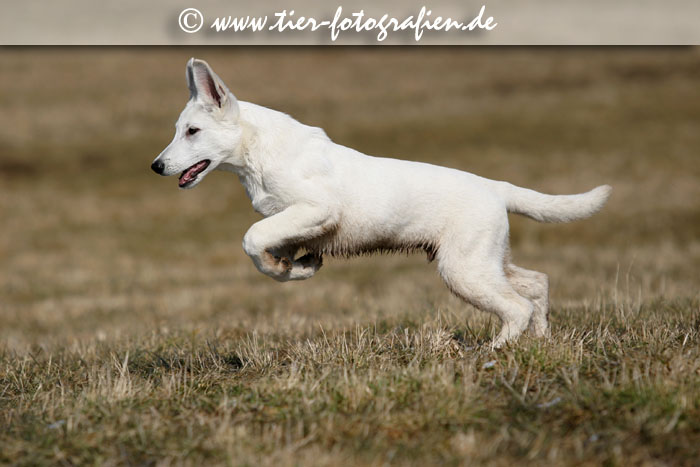 Weier Schweizer Schferhund Welpe