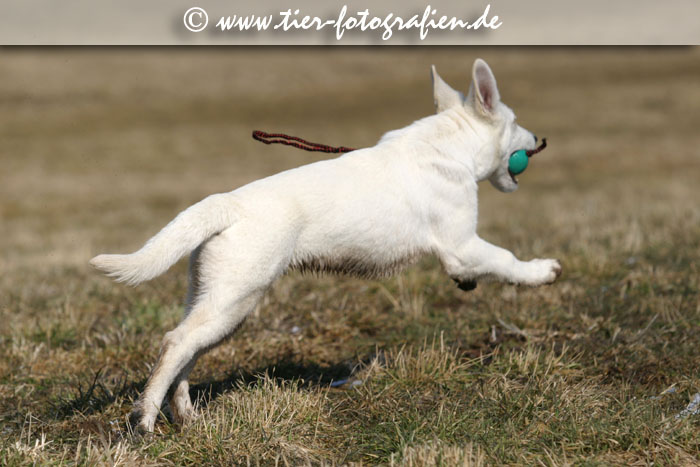 Weier Schweizer Schferhund Welpe