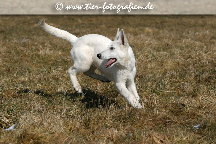 Weier Schweizer Schferhund Welpe