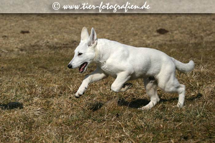Weier Schweizer Schferhund Welpe