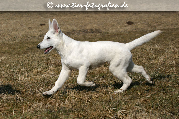 Weier Schweizer Schferhund Welpe