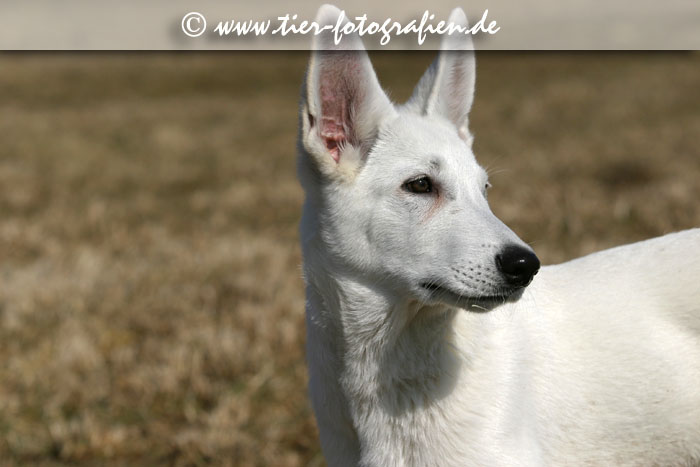 Weier Schweizer Schferhund Welpe