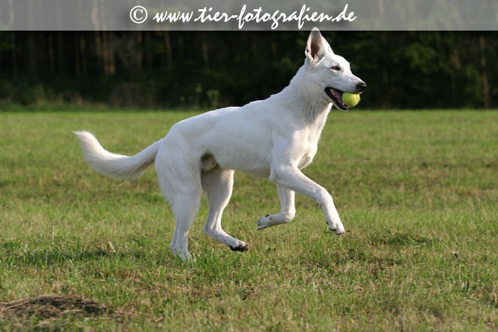 Weier Schweizer Schferhund