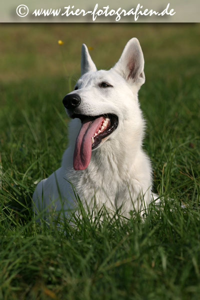 Weier Schweizer Schferhund