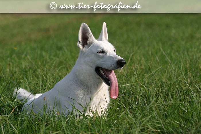 Weier Schweizer Schferhund