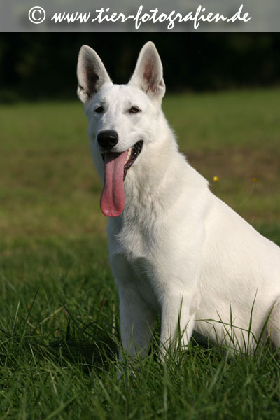 Weier Schweizer Schferhund
