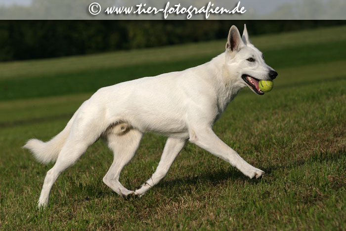 Weier Schweizer Schferhund