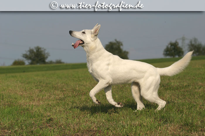 Weier Schweizer Schferhund