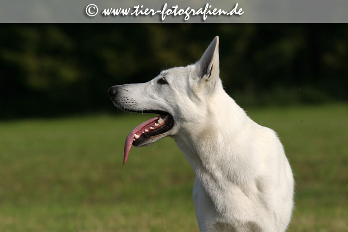 Weier Schweizer Schferhund
