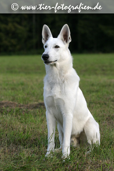 Weier Schweizer Schferhund