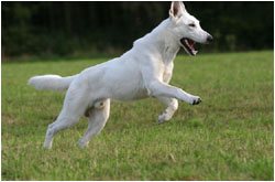Weißer Schäferhund