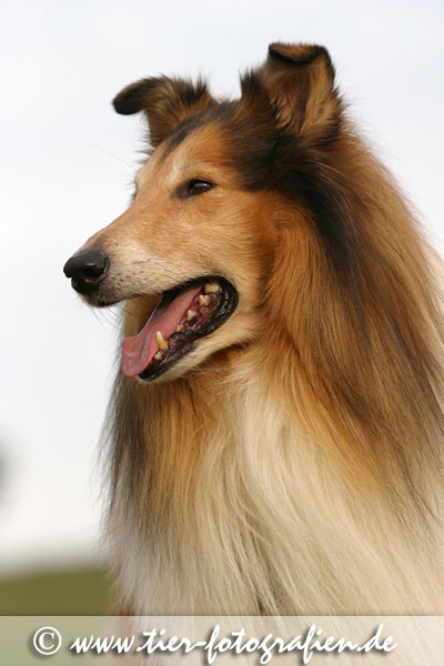 Collie Rde