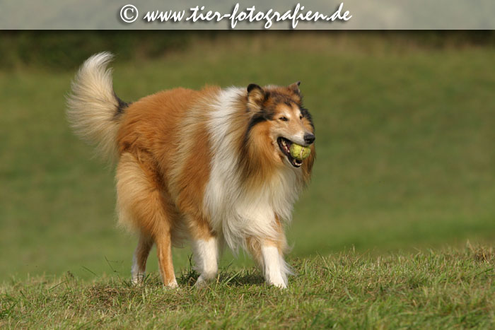 Collie Rde