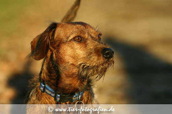 Dackel Portrait