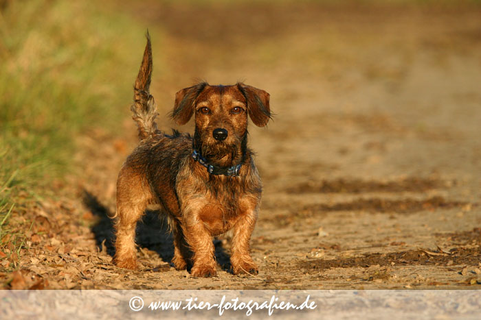 Dackel im Abendlicht
