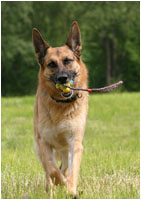 Deutscher Schferhund Fotos / Bewegungsfotos