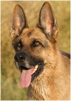 Deutscher Schferhund Fotos / Portraits