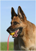 Deutscher Schferhund Fotos / Schferhundfotos