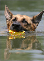 Deutscher Schferhund Fotos / Wasser, schwimmen