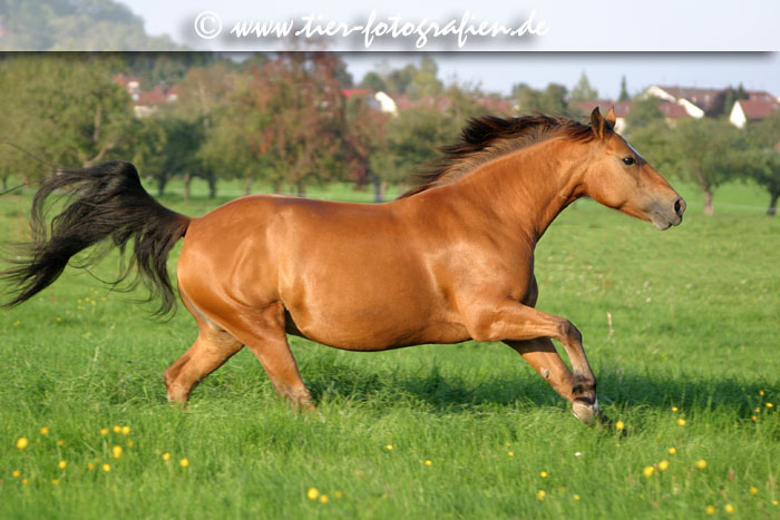 Freiberger Stute im Galopp