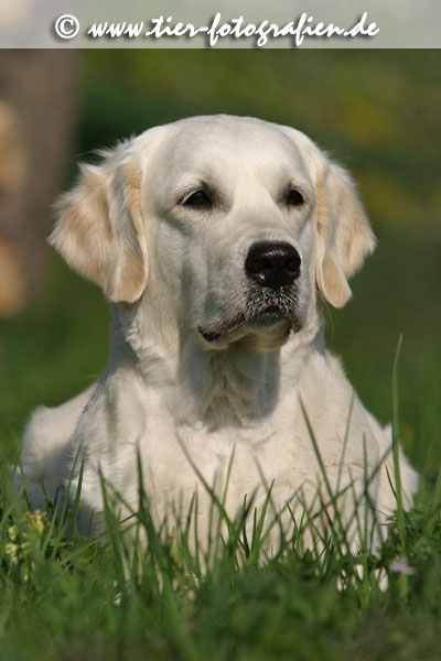 Golden Retriever