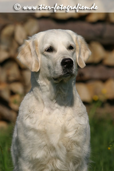 Golden Retriever Hndin