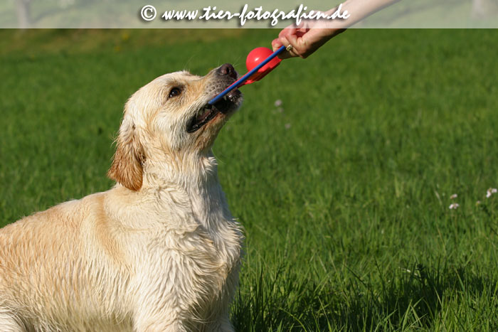 Golden Retriever Hndin