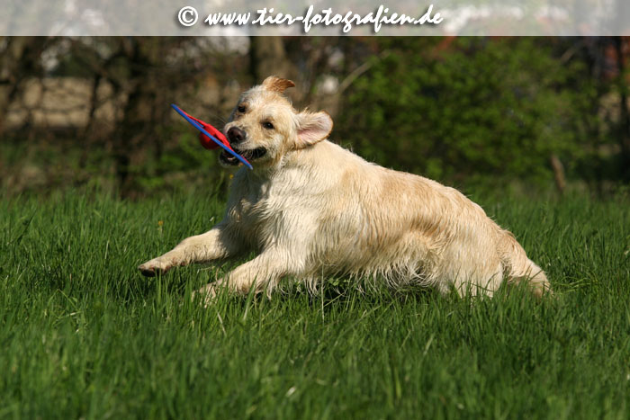Golden Retriever