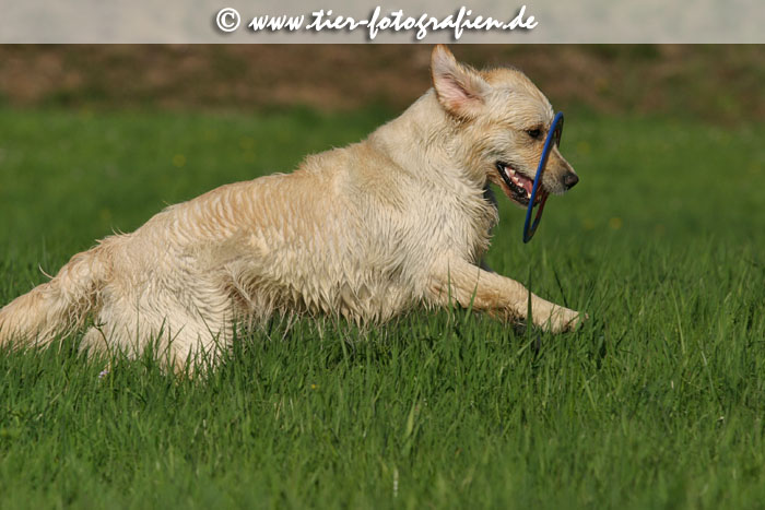 Golden Retriever Hndin