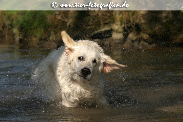 Golden Retriever