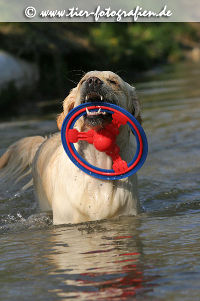 Golden Retriever Hndin