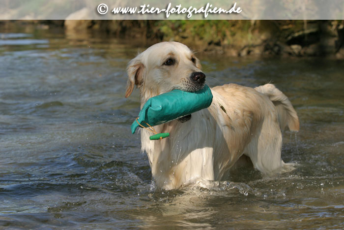 Golden Retriever Hndin