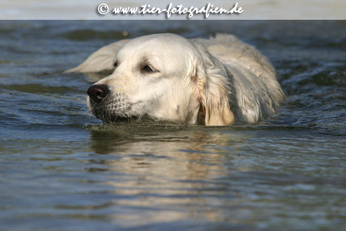 Golden Retriever Hndin