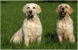 Golden Retriever