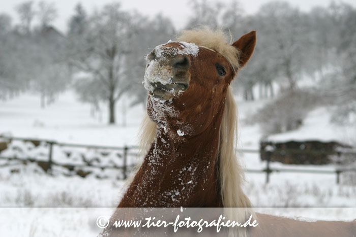 Haflinger