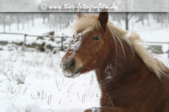 Haflinger