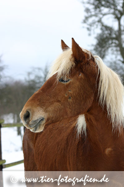 Haflinger Wallach im Schnee