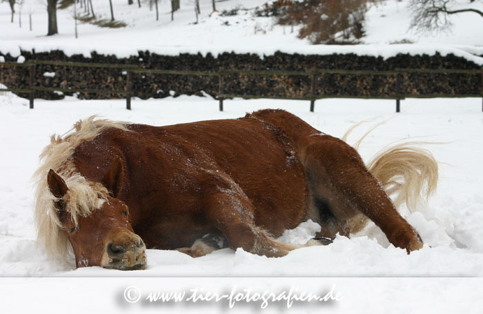 Haflinger