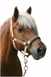 Haflinger Wallach mit selbstgenähtem Halfter