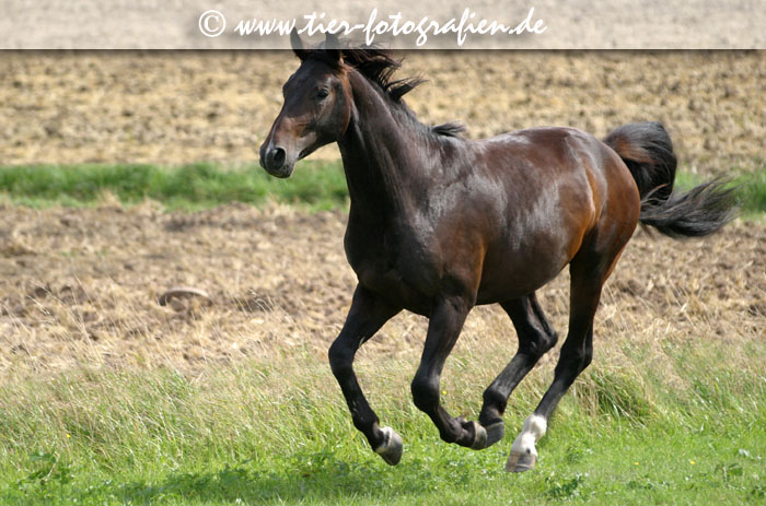 Wrttemberger Hengst