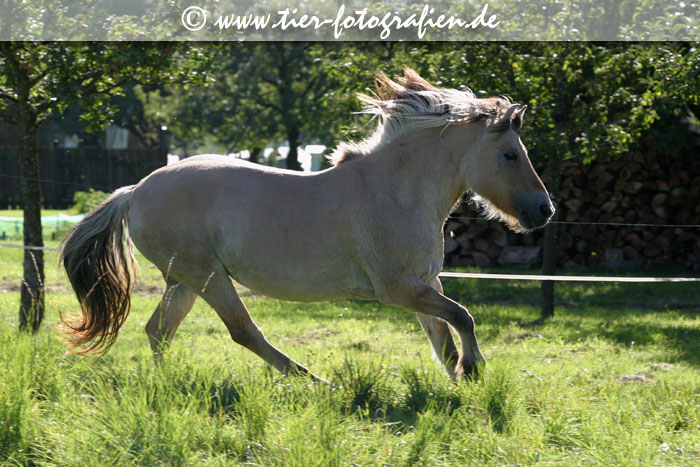 Norweger Fjordpferd im Galopp
