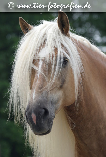 Haflinger Stute im Portrait