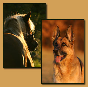 Haflinger und Deutscher Schäferhund