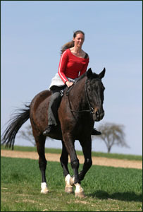 Bayrisches Warmblut