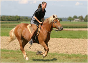 Haflinger