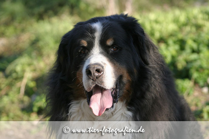 Berner Sennenhund Senior