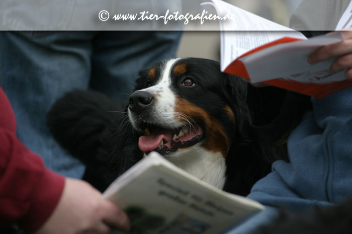 Berner Sennenhund