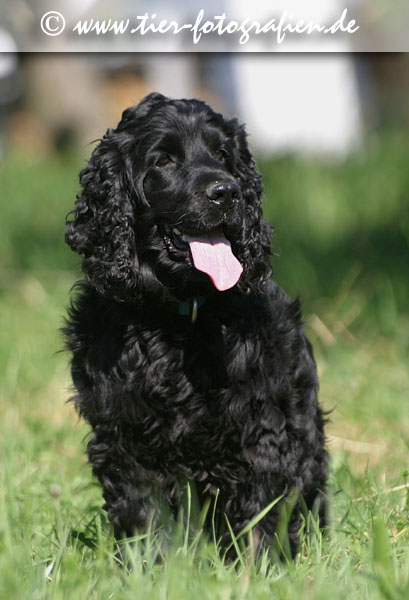 schwarzer Cocker Spaniel