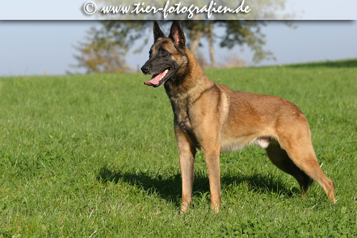 Malinois