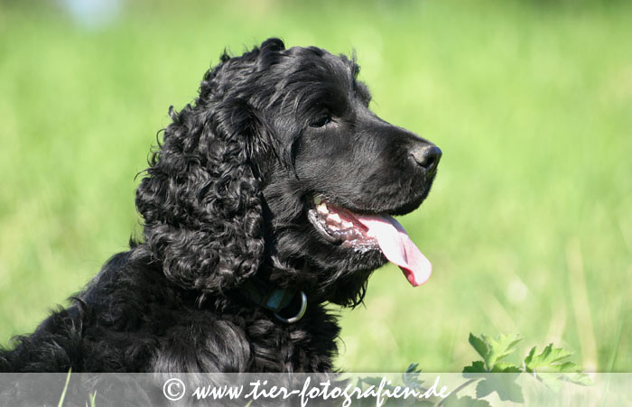 schwarzer Cocker Spaniel